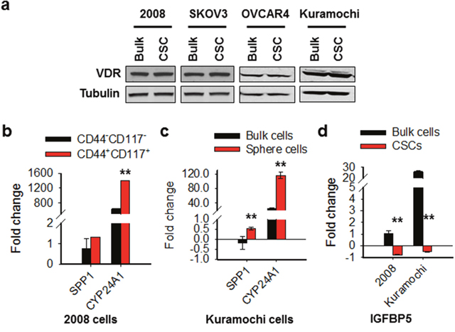 The VDR pathway responds to calcitriol differentially in ovarian CSCs and bulk cancer cells.