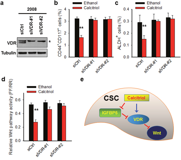 Calcitriol depletes CSCs in the ovarian cancer cell population through VDR-mediated inhibition of the Wnt pathway.