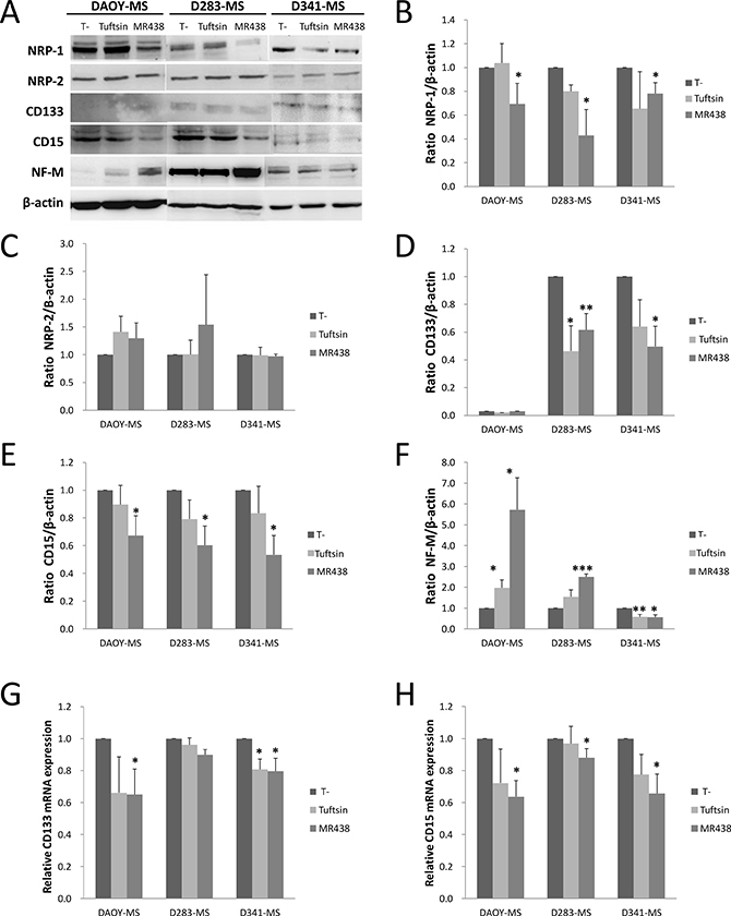 Effects of MR438 or Tuftsin on proteins and transcripts expression of neuropilin receptors and stem cell markers.