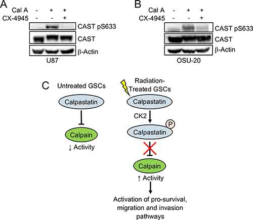 Casein kinase 2 phosphorylates calpastatin at serine 633.