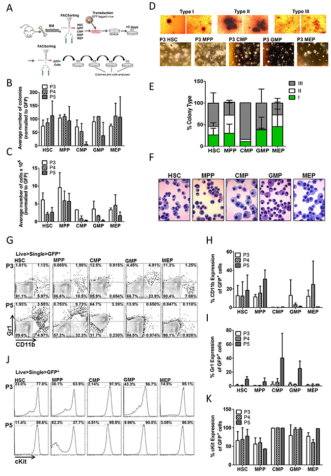 Trib2 transforms all HSPC populations with varying efficiency and immunophenotypes.