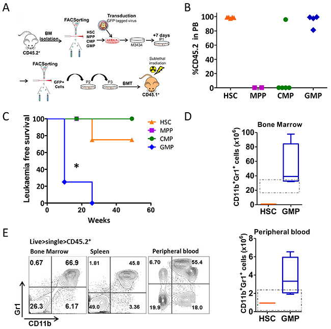 Trib2 transformed GMPs drive AML with full penetrance and short latency.