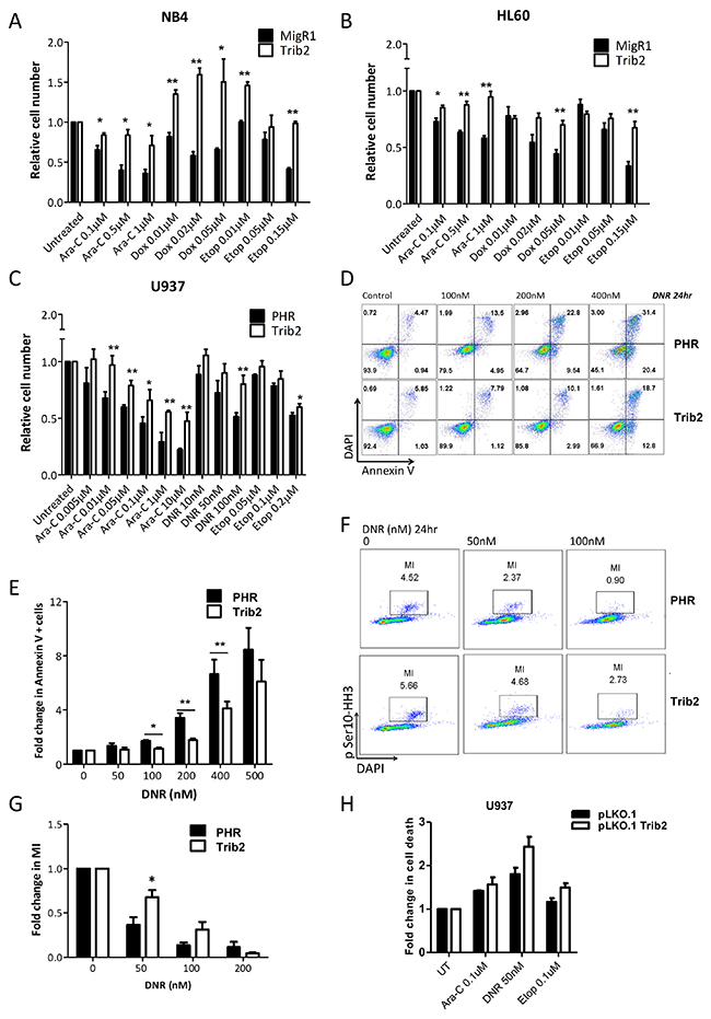 Trib2 overexpressing cells are chemotherapy resistant.