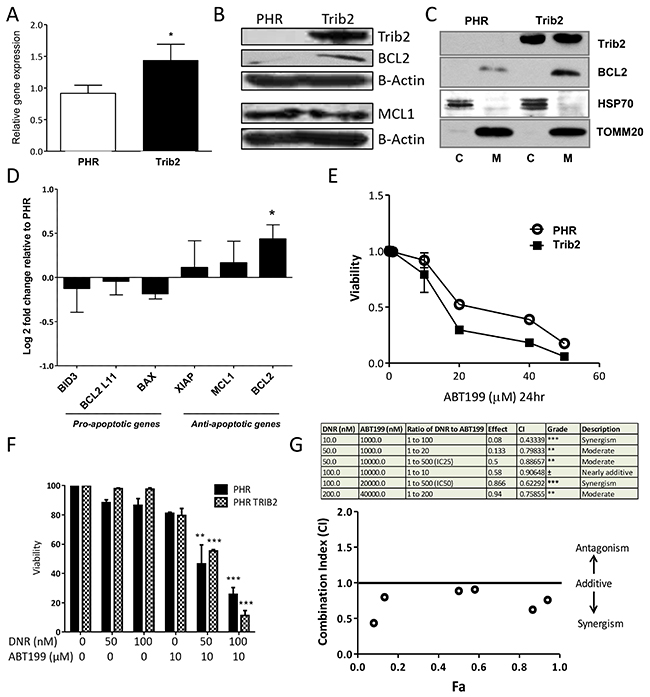 Trib2 overexpression increases BCL2 expression and sensitises to BCL2 inhibition-induced cell death.