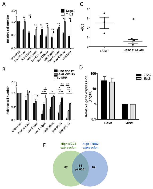 Trib2 L-GMP is highly drug resistant with correlation of high TRIB2 and BCL2 expression.