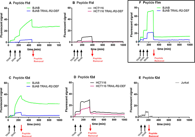 Divalent peptides f1d and f2d but not the monovalent f1m, form stable complexes with TRAIL-R2 expressed on BJAB cells whereas the same peptides bound weakly to HCT116 and Jurkat cells.