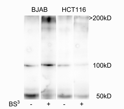 TRAIL-R2 is highly oligomerized before ligand addition in BJAB but not in HCT116 cells.