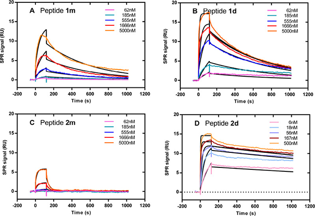 Divalent peptides 1d and 2d bind with stronger affinity than monovalent peptides 1m and 2m to sensor-immobilized TRAIL-R2.