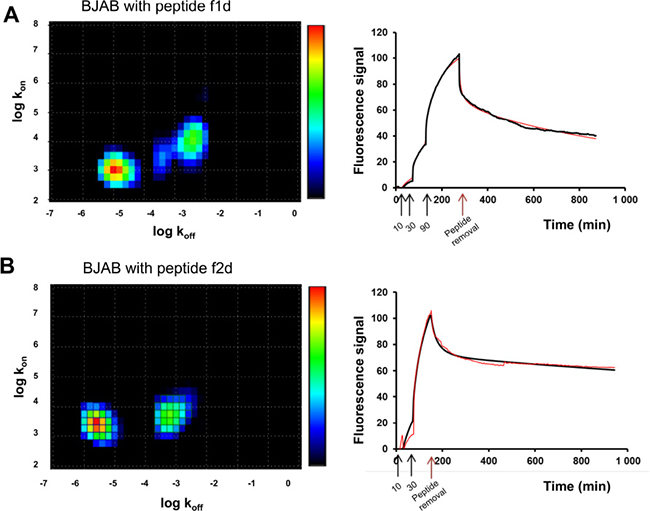 Divalent peptides f1d and f2d present differences in BJAB binding modes.