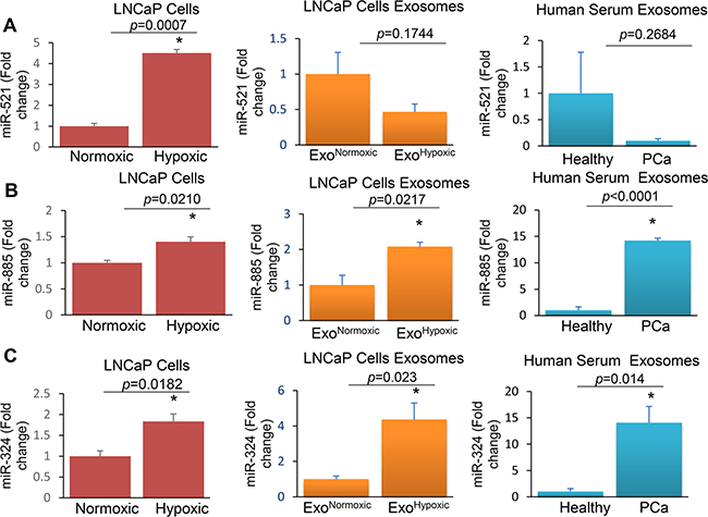 Levels of miR-521, miR-885, and miR-324 in LNCaP cells, ExoHypoxic and exosomes derived from the serum of PCa patients.