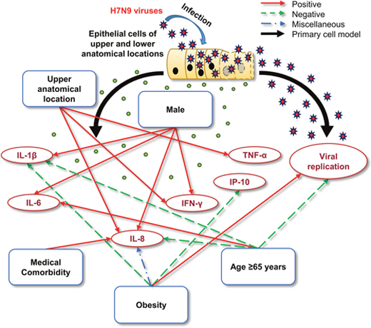 Schematic representation of the potential mechanisms by which different patient-related characteristics might influence the severity of infection.