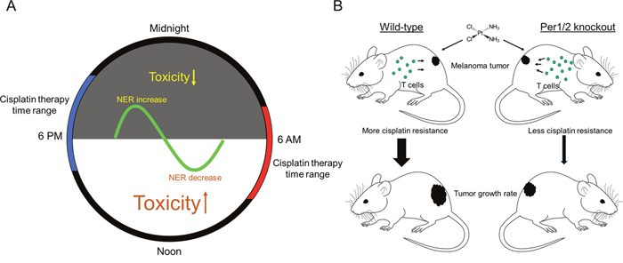 Models showing the impact of the circadian clock on cisplatin toxicity and tumor shrinkage efficacy for melanoma tumors.