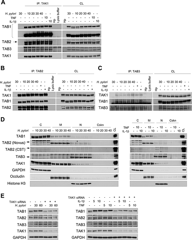 TAK1 constitutively associates with TAB1, TAB2 and TAB3 in AGS cells.