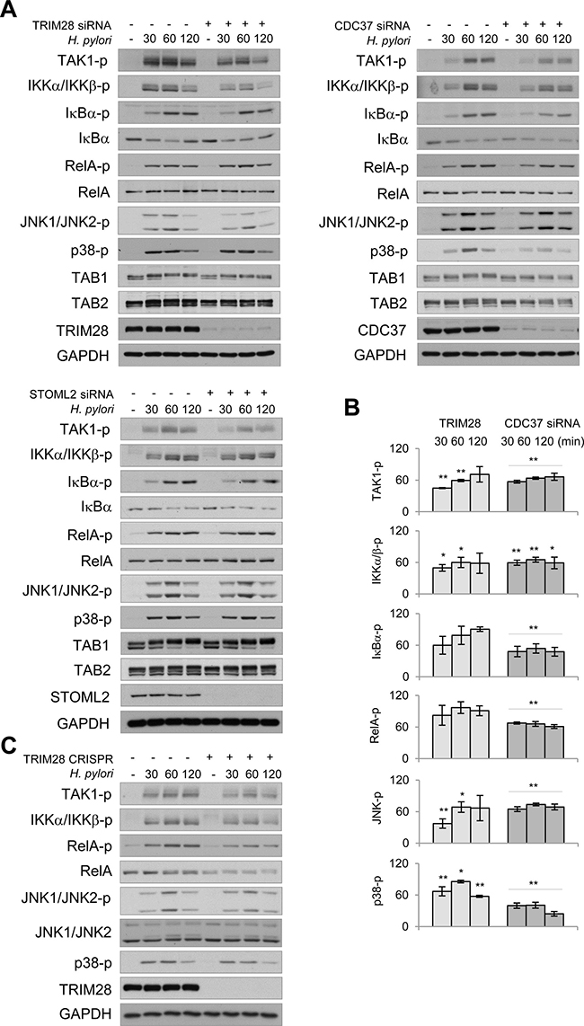 TRIM28 and CDC37 are involved in regulation of NF-&#x03BA;B and MAP kinases in H. pylori-infected cells.