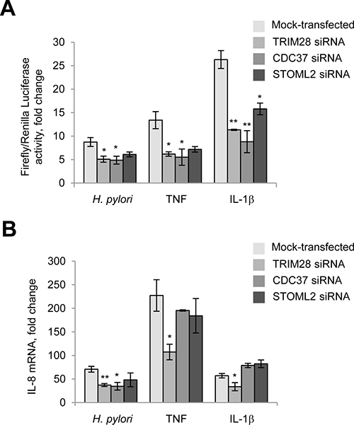 TRIM28 and CDC37 regulate RelA in H. pylori-, TNF and IL-1&#x03B2;-stimulated cells. TRIM28 contributes to IL-8 production in response to H. pylori.