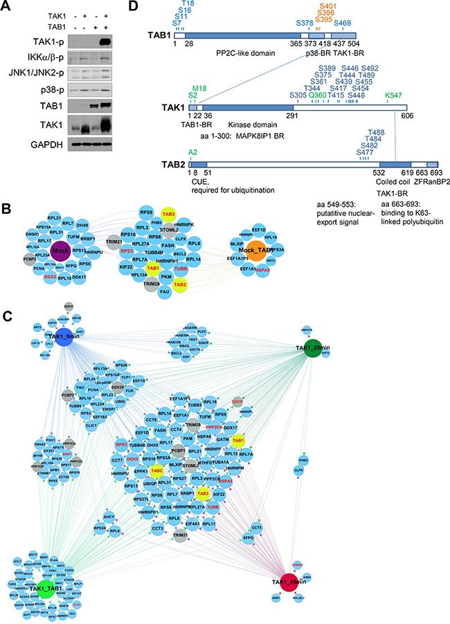 Dynamic TAK1 interactome in AGS cells.