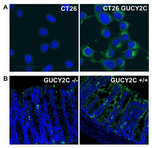 Intracellular localization of GUCY2C in intestinal epithelial and colorectal cancer cells.