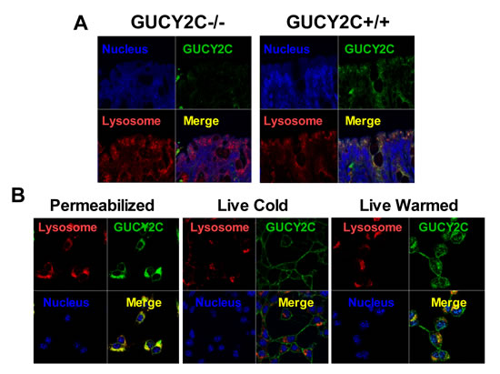 Lysosomotropic endocytosis of GUCY2C.