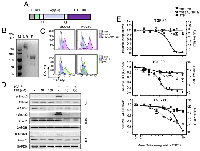 The targeted TGF-&#x03B2; blocker TTB strongly neutralizes TGF-&#x03B2; isoforms in vitro.