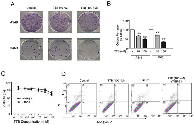 TTB suppresses colony formation in vitro.