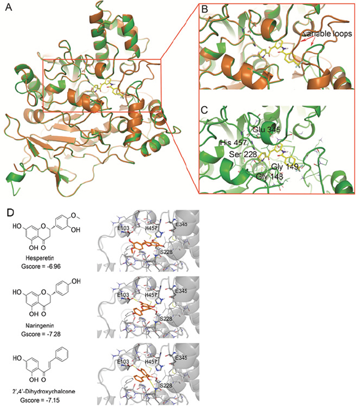 Identification of CES2 inhibitors.