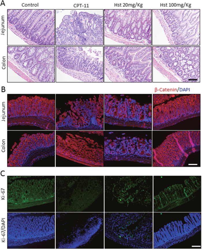 Hesperetin protects intestine and colon tissue form CPT-11 induced damage.