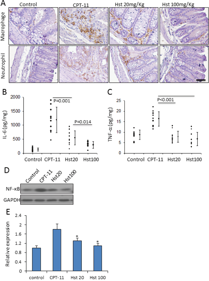 Hesperetin attenuates intestinal inflammation caused by CPT-11.