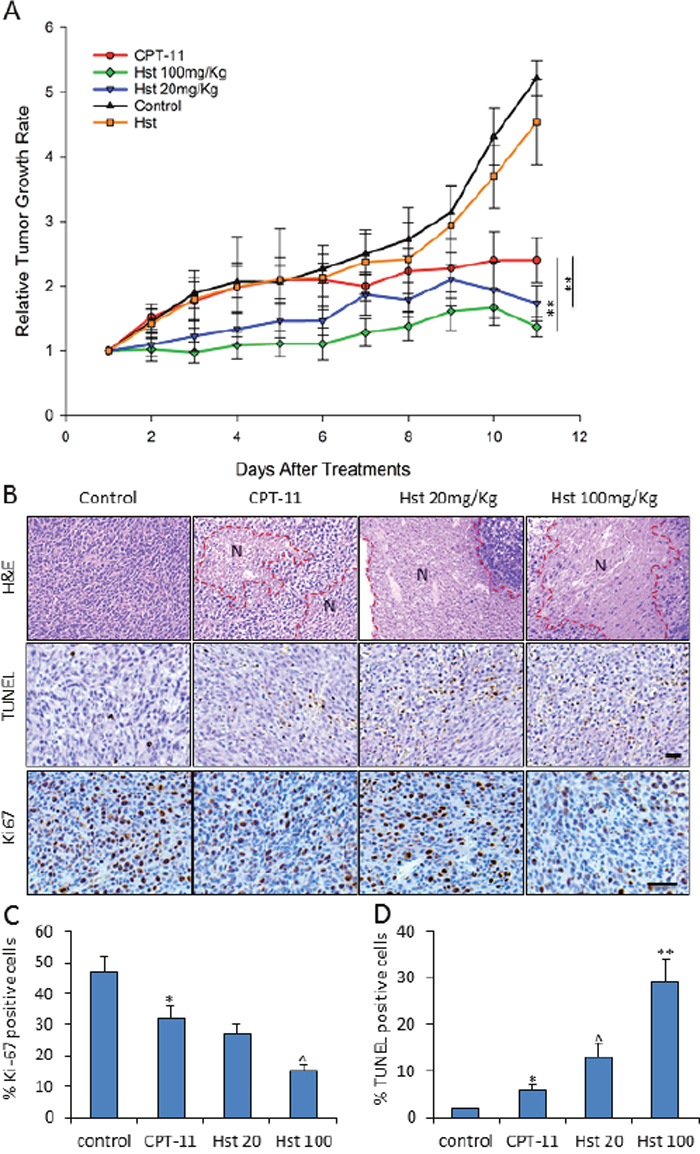 in vivo effects of hesperetin on tumor growth in CPT-11 treated mice.