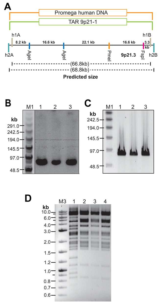 TAR cloning and physical analysis of the CAD-containing TAR/YAC clones isolated from genomic DNA of normal individuals.