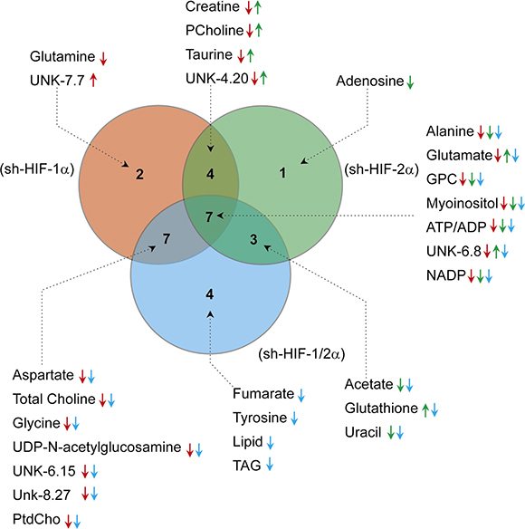 Venn diagram summarizing the commonality and directionality of changes in sh-HIF-1&#x03B1; (red), sh-HIF-2&#x03B1; (green), and both sh-HIF-1/2&#x03B1; (blue) tumors compared to 231-EV tumors, created using web based software Venny 2.1.0 (BioinfoGP at Spanish National Biotechnology Centre (CNB)-CSIC).