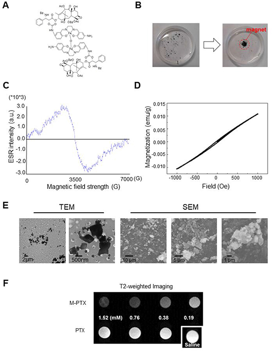 Magnetization of PTX by covalent linking of M-PTX.