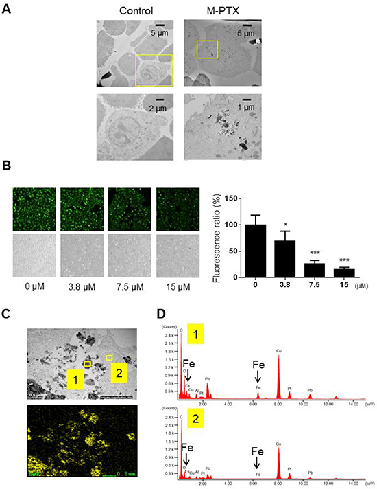 Cellular uptake of M-PTX NPs in human squamous cell carcinoma.