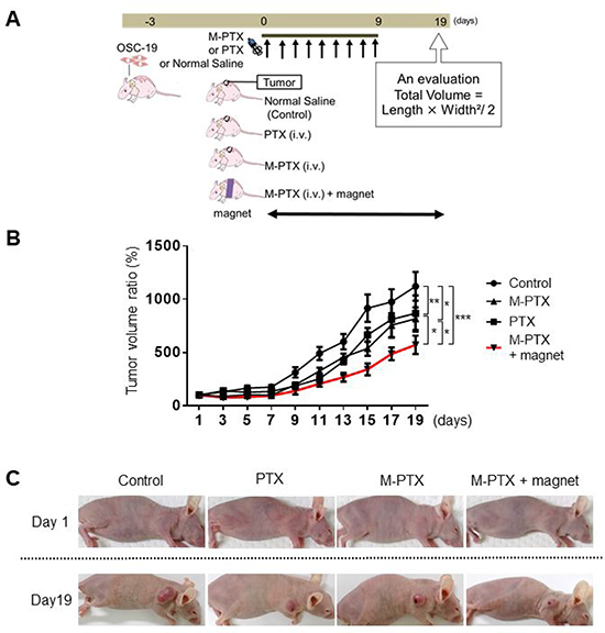 Magnet enhances anti-cancer effect of M-PTX in mice.