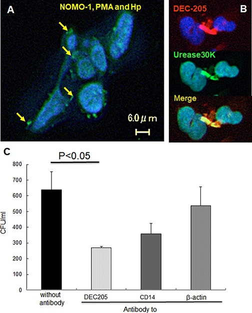 DEC-205&#x2032;s expression on NOMO-1 cells following H. pylori infection and effect on phagocytosis.