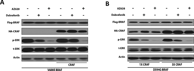 CRAF overexpression reduces the ERK-inhibitory effect of Dabrafenib, but not AZ628 in mutant BRAF-expressing HEK293T cells.