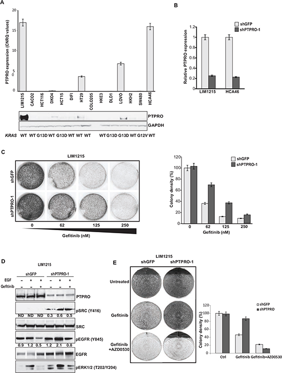 Resistance to gefitinib is associated with increased activation of EGFR and SRC in cells with low PTPRO expression.
