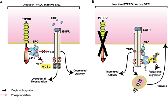 PTPRO negatively regulates SRC/EGFR signaling.