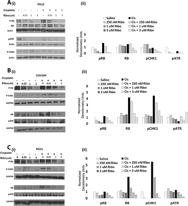 Ribociclib