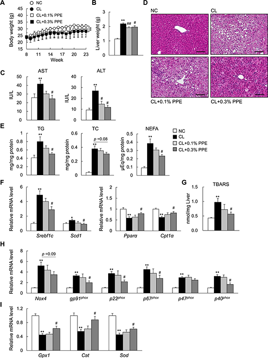 Porcine placental extract (PPE) supplementation attenuates hepatic steatosis in CL diet-fed mice.