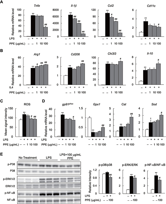 PPE directly inhibits activation of M1 macrophages and enhances M2 macrophage activation in vitro.