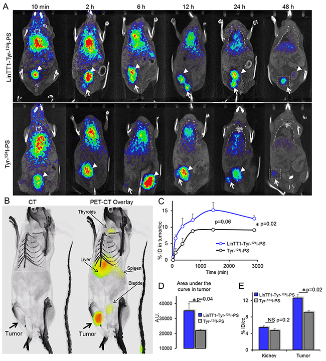 Radiolabeled LinTT1-PS home to 4T1 breast tumors.