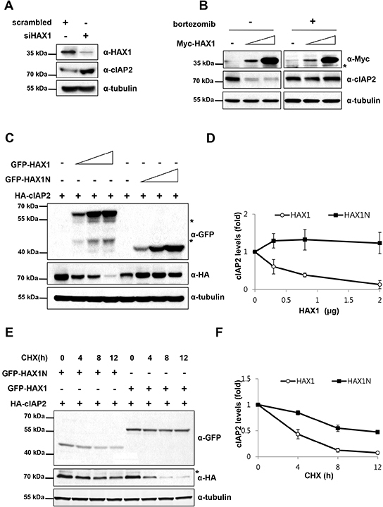 HAX1 promotes degradation of cIAP2.