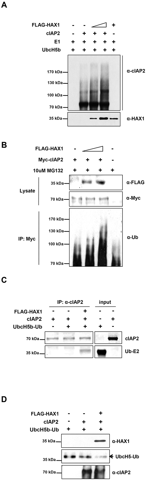 HAX1 augments the E3 ligase activity of cIAP2.