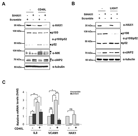 HAX1 modulates the non-canonical NF-κB signaling pathway by stabilization of NIK.