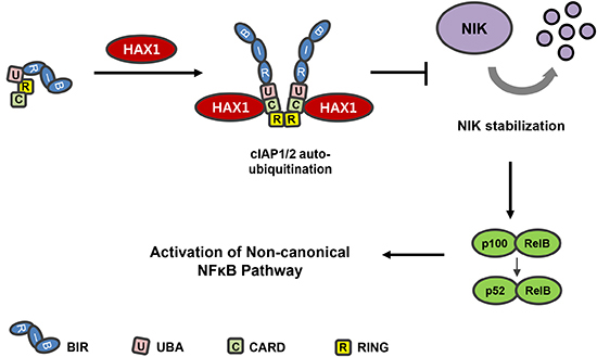 Model depicting the role of HAX1 in the non-canonical NF-κB signaling pathway.