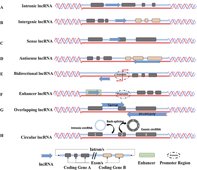 Genomic