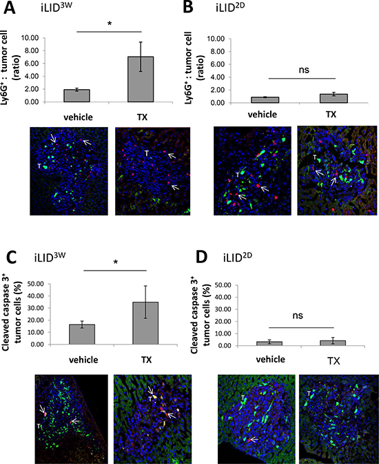 Increased neutrophil accumulation and tumor cell apoptosis in IGF-I deficient mice.