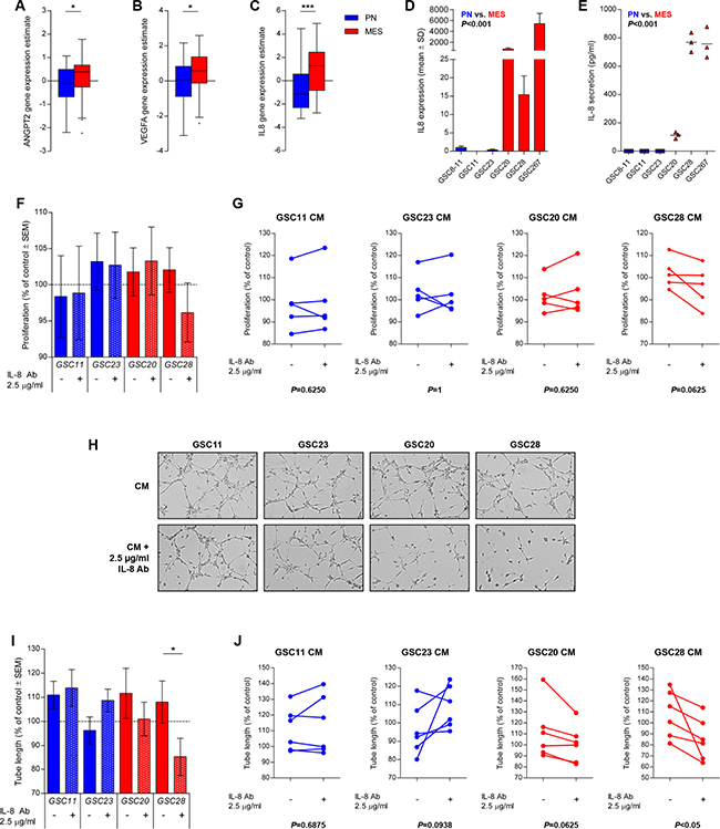 IL-8 is upregulated in MES GSCs and mediates in vitro angiogenesis.