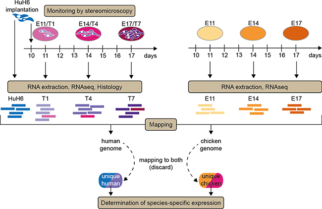 Implantation and sequencing strategy.