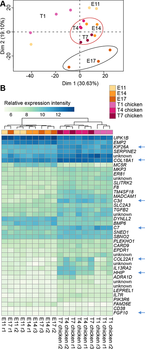Comparison of CAM transcriptomes during normal development and with Huh6 tumor growth.